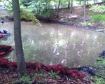 Pond Restoration...