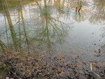 Pond Restoration...