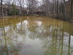 Pond Restoration...